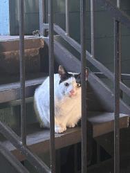 Found/Stray Male Cat last seen Building 23 of Cortland Mirror Lake apmts, Apopka, FL 32703