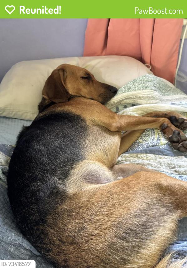 Reunited Male Dog last seen Chesopian Trail Chester Forest ct, Virginia Beach, VA 23452