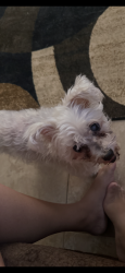 Lost Female Dog last seen 51st thunderbird, Glendale, AZ 85304