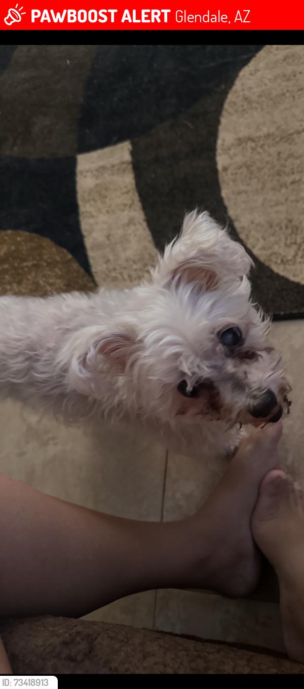 Lost Female Dog last seen 51st thunderbird, Glendale, AZ 85304