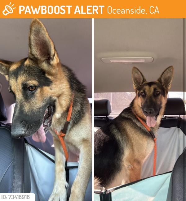 Found/Stray Male Dog last seen Leon St & Isidore St, Oceanside, CA 92057