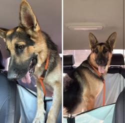 Found/Stray Male Dog last seen Leon St & Isidore St, Oceanside, CA 92057