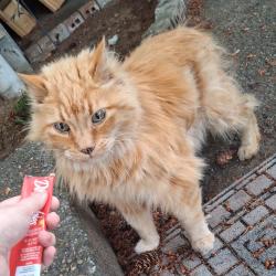 Shelter Stray Unknown Cat last seen , 2608 Center St, Tacoma, WA 98409, USA