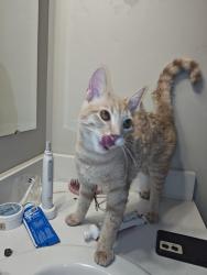 Found/Stray Male Cat last seen Discovery Point Subdivision, Nampa, ID 83651