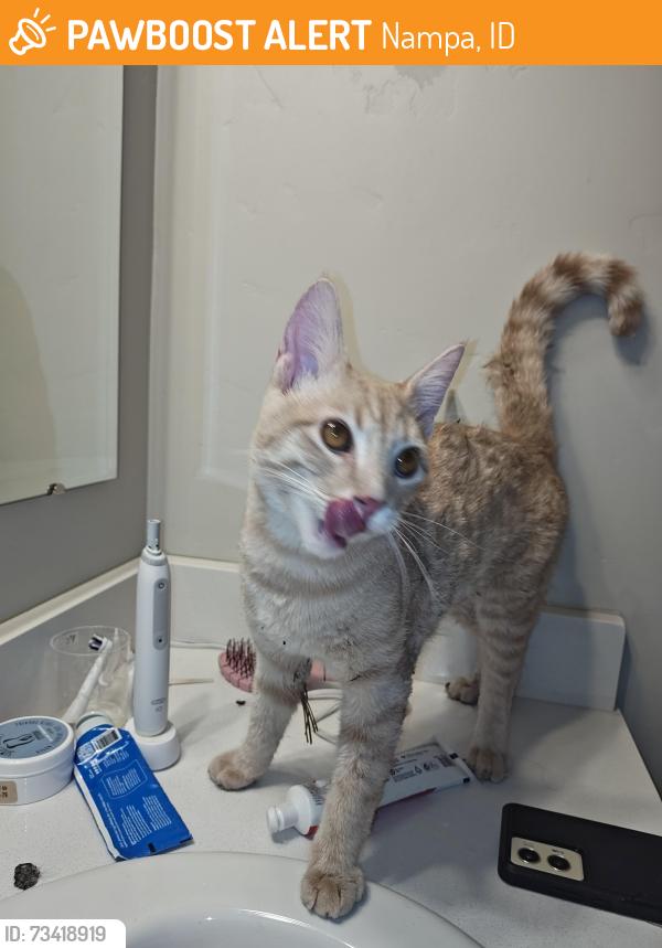 Found/Stray Male Cat last seen Discovery Point Subdivision, Nampa, ID 83651