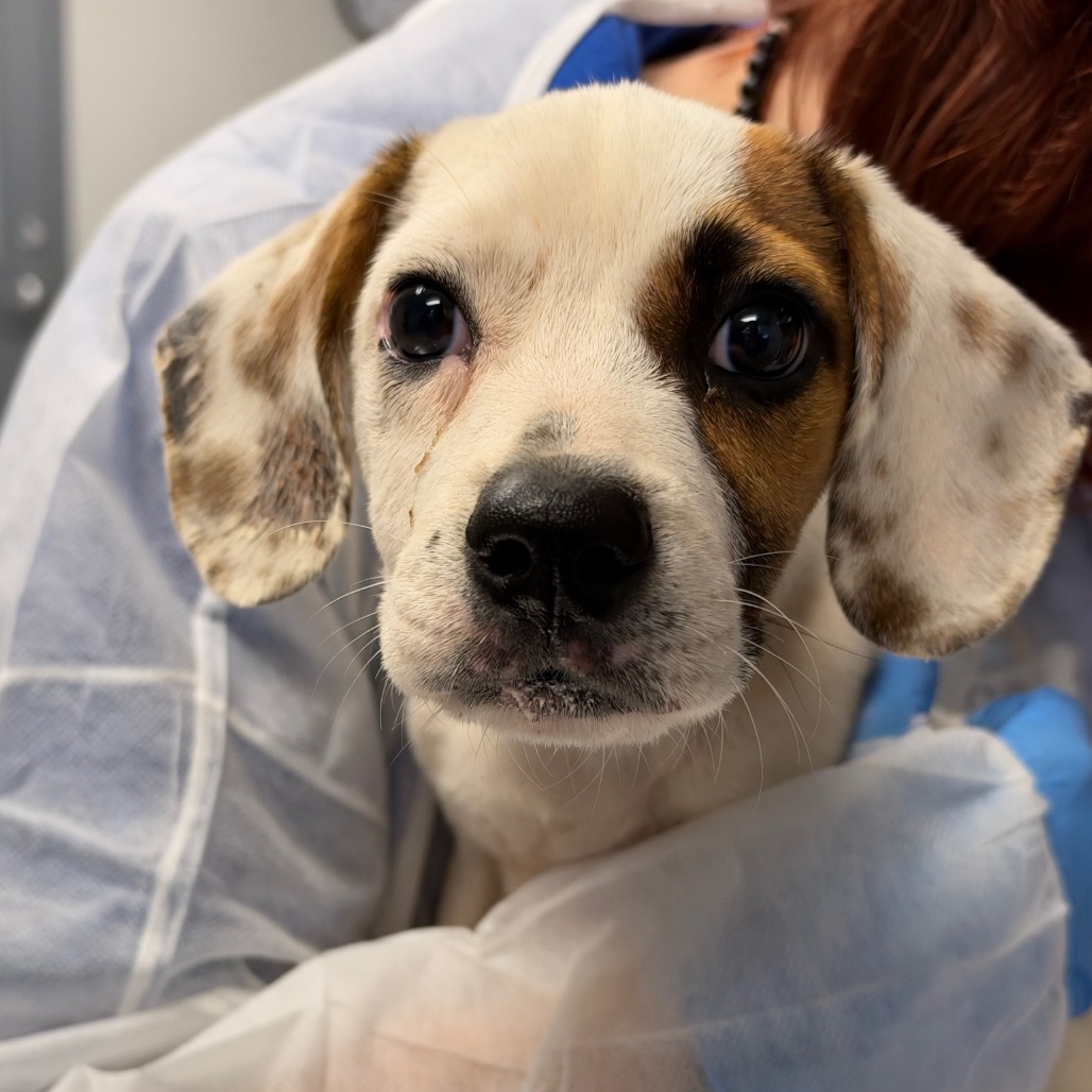 Shelter Stray Female Dog last seen , 328 Furman Hall Rd, Greenville, SC 29609, USA