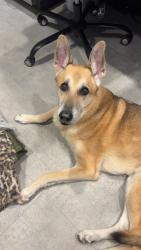 Lost Male Dog last seen Forrestbrook Drive, Kannapolis, NC 28083
