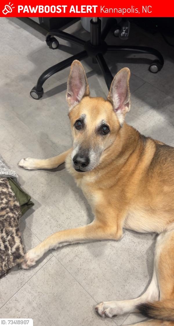 Lost Male Dog last seen Forrestbrook Drive, Kannapolis, NC 28083
