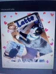 Lost Female Cat last seen By the harbor, Mamaroneck, NY 10543