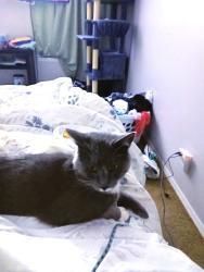 Lost Male Cat last seen County rd 98 nunn Colorado, Nunn, CO 80648