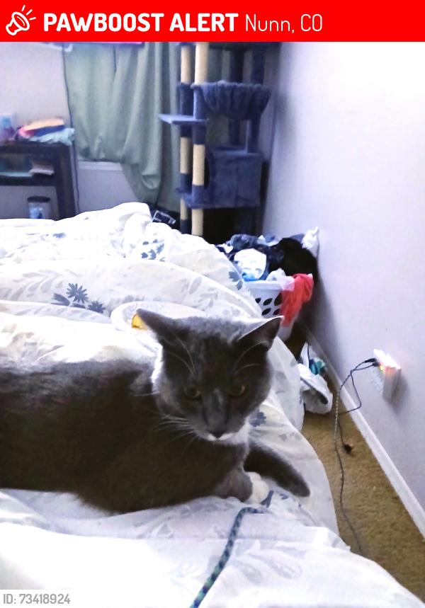 Lost Male Cat last seen County rd 98 nunn Colorado, Nunn, CO 80648