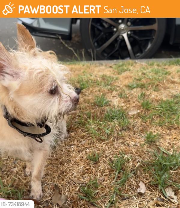 Found/Stray Male Dog last seen Fontain Road by 101 Freeway wall, San Jose, CA 95121