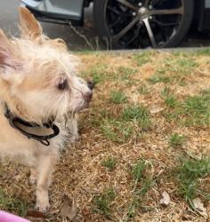 Found/Stray Male Dog last seen Fontain Road by 101 Freeway wall, San Jose, CA 95121