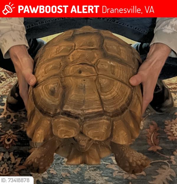 Lost Female Reptile last seen Sadler wells and Powell’s Tavern, Herndon VA, Dranesville, VA 20170