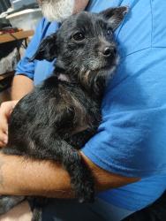 Found/Stray Female Dog last seen my yard, North Wilkesboro, NC 28659