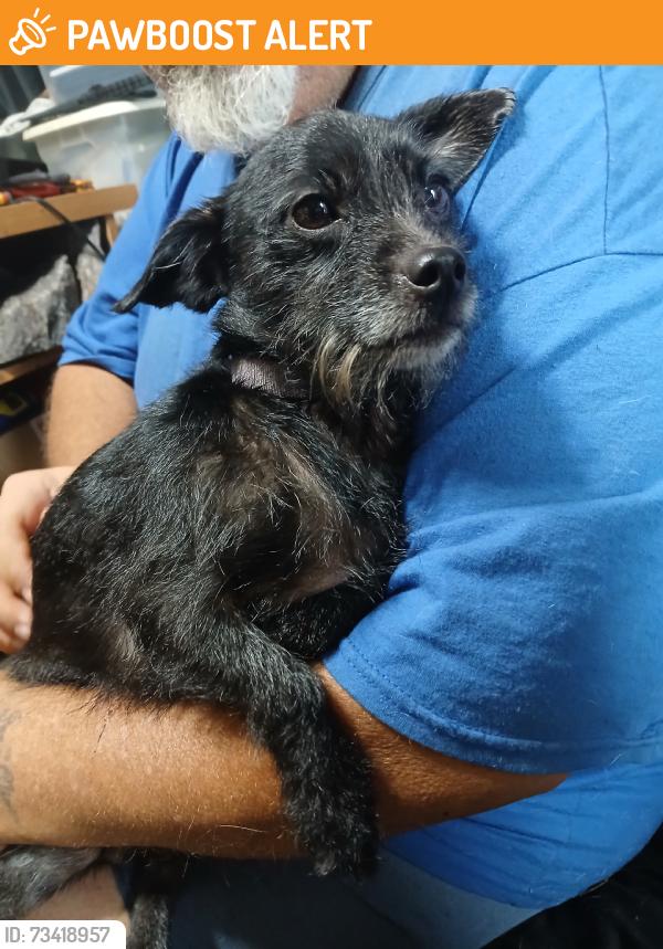 Found/Stray Female Dog last seen my yard, North Wilkesboro, NC 28659