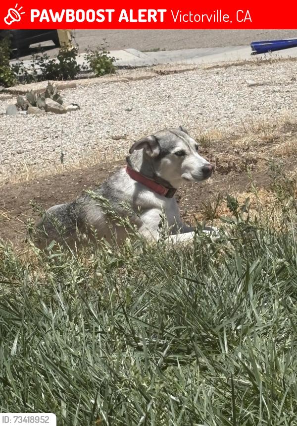 Lost Female Dog last seen Fern pine street, Victorville, CA 92307