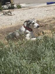 Lost Female Dog last seen Fern pine street, Victorville, CA 92307