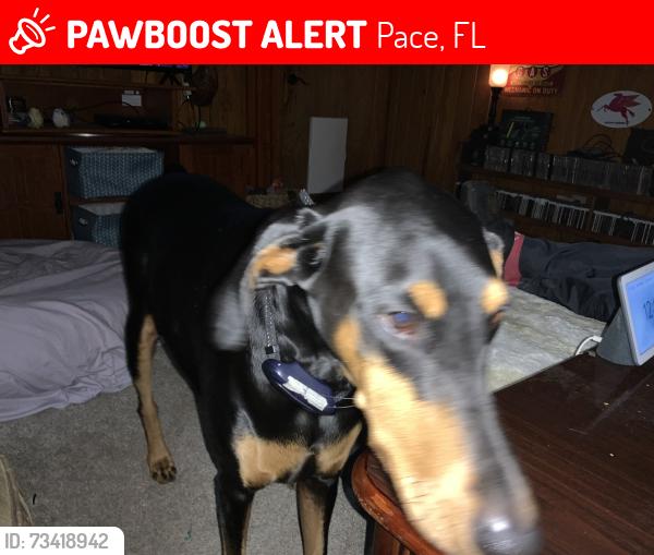 Lost Female Dog last seen East Spencer Field Rd, South Spencer Field Road, White Road, Pace, FL 32571