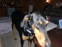 Lost Female Dog last seen East Spencer Field Rd, South Spencer Field Road, White Road, Pace, FL 32571