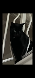 Lost Male Cat last seen Havens Corners Rd, Blacklick, OH 43004