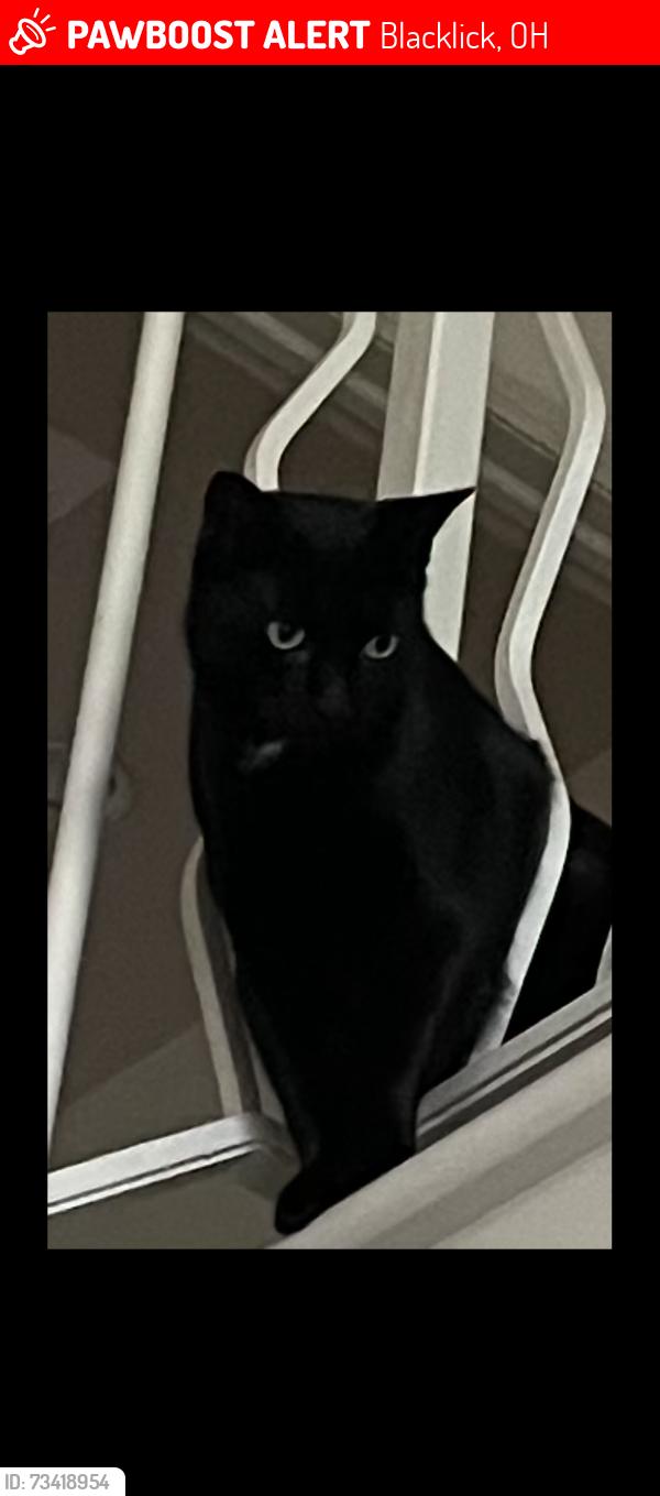 Lost Male Cat last seen Havens Corners Rd, Blacklick, OH 43004