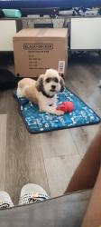 Reunited Male Dog last seen E main and N 3rd, El Cajon, CA 92021