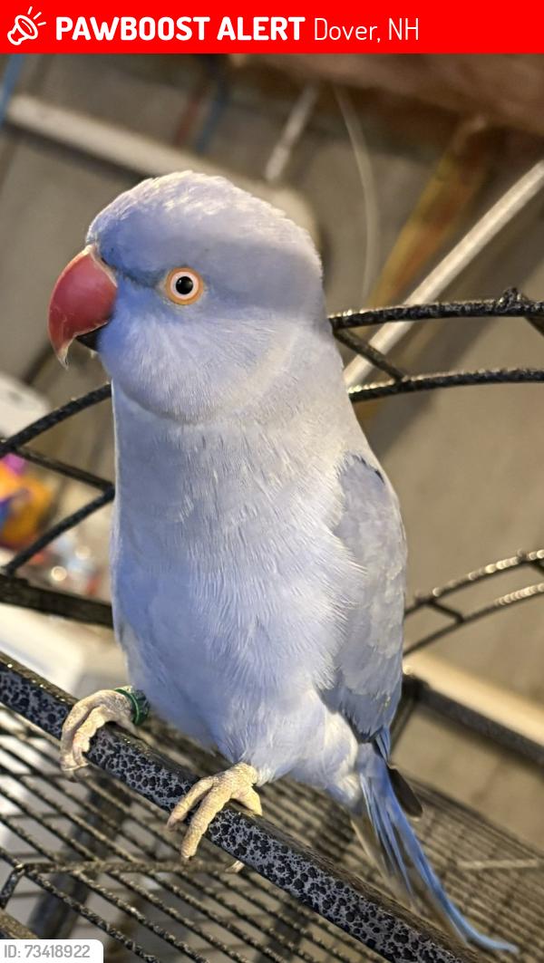 Lost Female Bird last seen Sixth st. whittier falls way. Addison place Dover housing authoririty, Dover, NH 03820