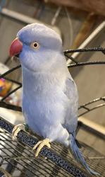 Lost Female Bird last seen Sixth st. whittier falls way. Addison place Dover housing authoririty, Dover, NH 03820