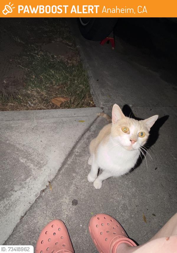 Found/Stray Unknown Cat last seen La Palma, Anaheim, CA 92801