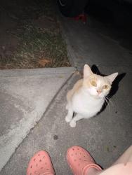 Found/Stray Unknown Cat last seen La Palma, Anaheim, CA 92801