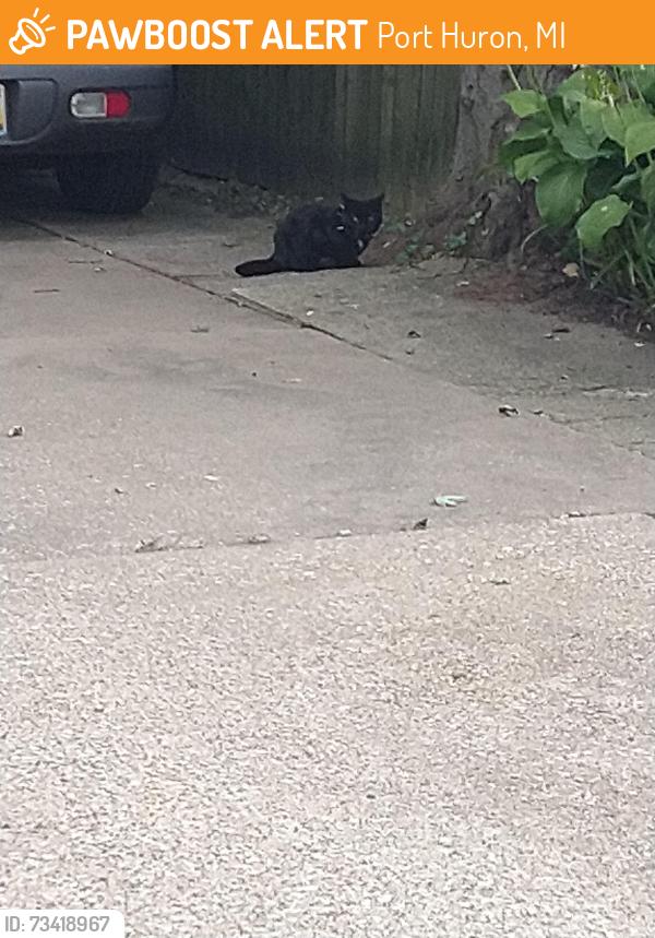 Found/Stray Unknown Cat last seen 14th Street, between Court and Wall, Port Huron, MI 48060