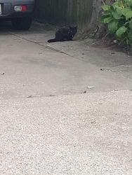 Found/Stray Unknown Cat last seen 14th Street, between Court and Wall, Port Huron, MI 48060