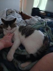Found/Stray Male Cat last seen County rd 98, Nunn, CO 80648