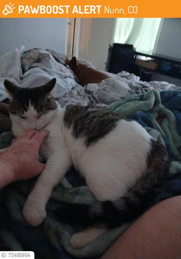 Found/Stray Male Cat last seen County rd 98, Nunn, CO 80648
