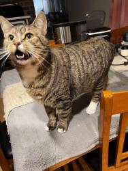 Lost Male Cat last seen sw davis rd, Beaverton, OR 97008