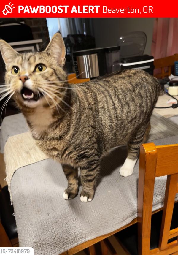 Lost Male Cat last seen sw davis rd, Beaverton, OR 97008