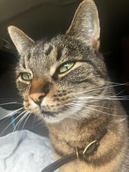 Lost Female Cat last seen 78th ave west and 238th, Edmonds, WA 98026