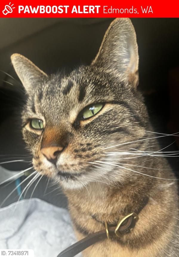 Lost Female Cat last seen 78th ave west and 238th, Edmonds, WA 98026