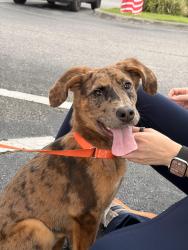 Found/Stray Female Dog last seen International drive, Orlando, FL 32819