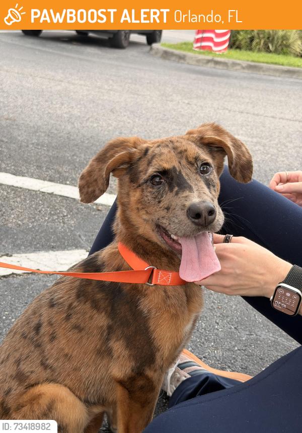 Found/Stray Female Dog last seen International drive, Orlando, FL 32819