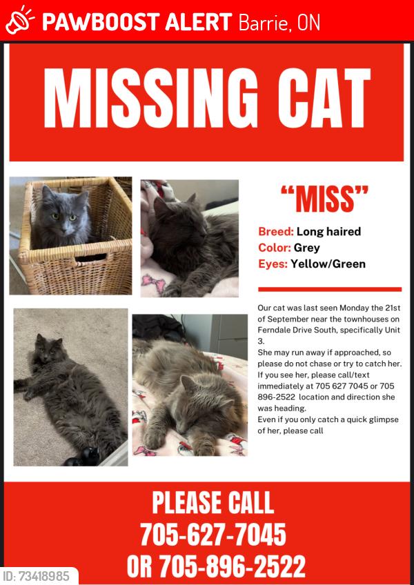 Lost Female Cat last seen By the townhouses on Ferndale drive south, Barrie, ON 
