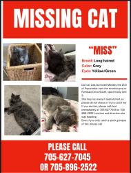 Lost Female Cat last seen By the townhouses on Ferndale drive south, Barrie, ON 