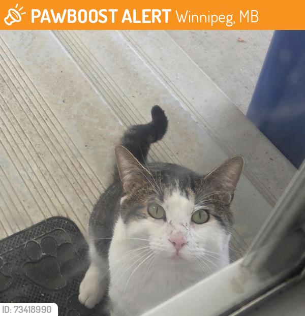 Found/Stray Male Cat last seen lucas, Winnipeg, MB 