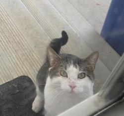Found/Stray Male Cat last seen lucas, Winnipeg, MB 