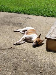 Lost Male Dog last seen Near carlyle place, Nashville, TN 37211