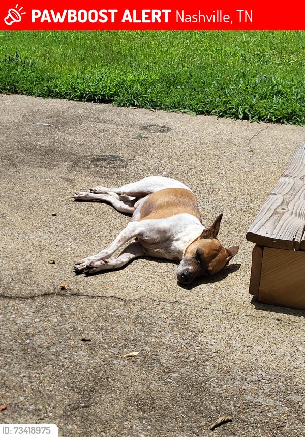 Lost Male Dog last seen Near carlyle place, Nashville, TN 37211