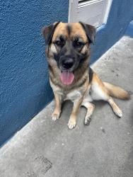 Lost Female Dog last seen Hawthorne high school, El Segundo, CA 90245