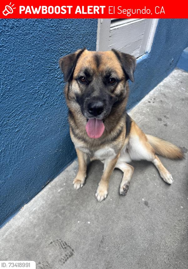 Lost Female Dog last seen Hawthorne high school, El Segundo, CA 90245