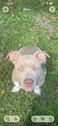 Lost Male Dog last seen 45th ave, Coconut Creek, FL 33066